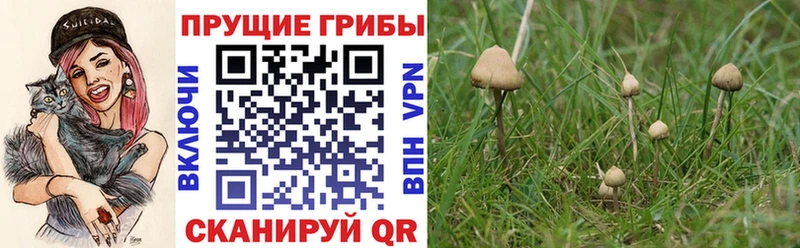 Псилоцибиновые грибы Psilocybine cubensis  Юрьев-Польский 